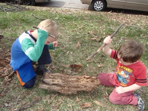 picking apart a rotted log